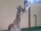 Рождение жирафенка в зоопарке  12 месяцев 
