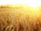 Аграрии Украины собрали 45 миллионов тонн зерна