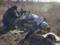 Силам АТО для  умиротворения  боевиков пришлось вновь взяться за оружие