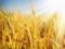 В Україні зібрано 55 мільйонів тонн зернових
