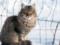 In Zhitomir on a woman attacked a mad cat