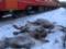 У Норвегії за чотири дні поїзди збили більше сотні оленів