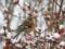 In Ukraine, the first winter day will be warm, but in places with heavy precipitation