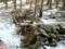 На Середньому Уралі посилюється охорона ялинових лісів