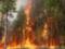 The damage from forest fires in California exceeded nine billion dollars