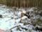 Свердловська прокуратура виявила численні порушення в діяльності Білімбаевского лісництва
