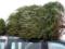 На Прикарпатье лесники незаконно вырубили около 400 елок