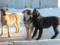 The prosecutor s office asked for the owners of dogs, gnawed a girl, for two years of restraint of freedom
