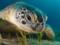 Scientists sound alarm: sea turtles lose males
