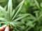 In Kharkov, a man received a term for trafficking in cannabis