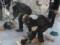 Війська Асада причетні до найбільшої хімічної атаки в Сирії