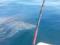 Video fact: a white shark spoiled fishing for two friends