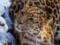 Population of the Far Eastern leopard slowly increases