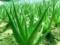 Top 5 Ways to Use Aloe for Beauty of the Face and Hair