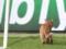 УЕФА оштрафовал Бешикташ за выбежавшего на поле кота