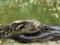 In the US, a daredevil with bare hands rescued an alligator from a huge python