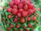 Doctors named useful and harmful properties of strawberries