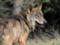 Вчені: Вовки-мутанти з Чорнобиля загрожують Європі