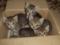  Chopped cats and kittens . In Kharkov on Zalyutino a mini-shelter for animals was destroyed