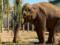 В Харьковском зоопарке отпраздновали 20-летие слонихи Тенди