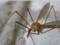 Mosquitoes-long-legged assaults attacked Yekaterinburg