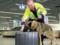 Вниманию пассажиров: в аэропорту Франкфурта проверяют багаж на клопов