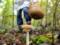 В лесу под Харьковом пять человек отравились грибами