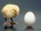Вчені вирішили головну загадку тисячоліття про курку і яйце