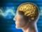 Вчені виявили новий центр болю в головному мозку