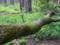 Под Харьковом двух братьев-грибников придавило деревом - один не выжил