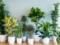 Ученые рассказали о пользе комнатных растений для здоровья человека