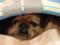 In Kharkov, issued more than 300 regulations on violation of the rules of animals