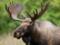 The court allowed in Ukraine to hunt moose