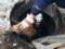 В Донецкой области сотрудники ГСЧС спасли собаку, которая упала в канализацию