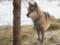 В Харьковский центр спасения животных привезли дикого волка, которого держали на цепи как пса