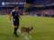 В Аргентине во время футбольного матча пес выбежал на поле и щедро удобрил газон
