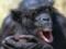 Присутствие человека изменило поведение шимпанзе