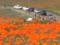В СЩА рейнджеры вышли на охрану цветущей долины в Калифорнии