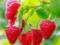 Специалисты назвали ягоду, способную омолодить организм