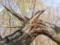 Во Львове на отдыхающих рухнуло дерево, среди пострадавших трое детей