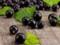 Чёрная смородина - ягода здоровья