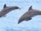 В оккупированном Севастополе умер дельфин после фотосессии с отдыхающими