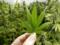 Люксембург станет пионером Евросоюза в легализации марихуаны
