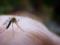 Женщина чуть не умерла после комариного укуса