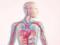 Неожиданные факты о сердце и кровеносной системе