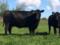 В Канаде продали черную корову за рекордные 106 тыс. долларов