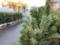 В Украине началась продажа новогодних елок