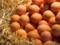 Нужно ли мыть куриные яйца перед едой: ответ экспертов