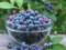 Eating blueberries prevents heart disease and diabetes