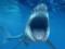 Древнюю акулу назвали «потерянным звеном» в эволюции позвоночных